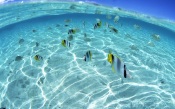 The Underwater World Near Hawaii