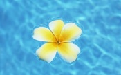 Frangipani Flower on Blue Clear Water. Hawaii