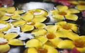 Flowers Floating on the Water. Hawaii