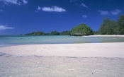 Trees along the Beach. Hawaii