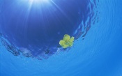 Sun Light Underwater. Hawaii