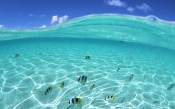 The Underwater World of Hawaii