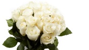 Bouquet of White Roses