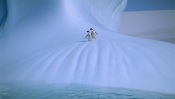 Adelie Penguins, Antarctica