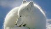 Arctic Fox. Canada canada