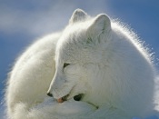 Arctic Fox, Canada canada