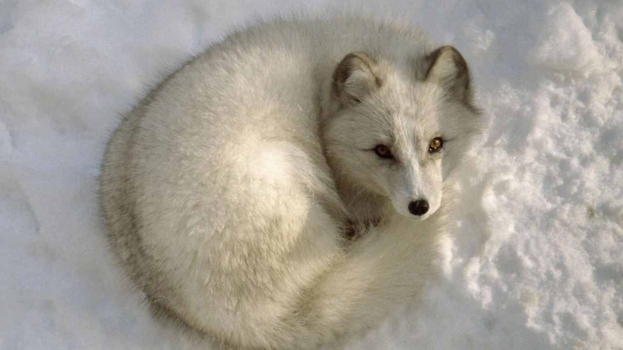 Arctic Fox