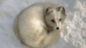 Arctic Fox