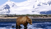 Brown Bear on the Lake