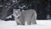 Canada Lynx canada