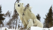 Mother Polar Bear And Cubs, Wapusk National Park, Manitoba, Canada canada