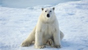 Polar Bear Sitting