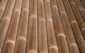 Bamboo