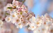 Spring: Blossomed Tree
