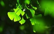 Ginkgo Leaf. Japan
