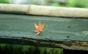 Maple Leaf. Japan