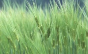 Meadow Grass. Japan