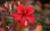 Red Flower Hibiscus. Japan