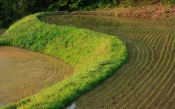 Rice Field. Japan