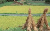 Rice Straw. Japan