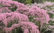 Sakura in Bloom. Japan