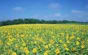 A Field of Sunflowers, Japan