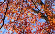 Autumn Time, Japan