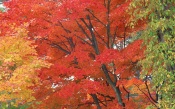 Fall, Japan