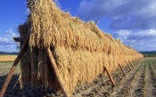 Fees Rice, Japan