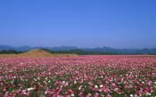 Field of Flowers, Japan