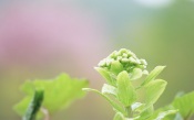 Fresh Green Leaves, Japan