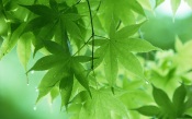 Green Maple Leaves, Japan