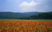 Meadow Flowers. Japan