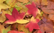 Red and Yellow Maple Leaves. Japan