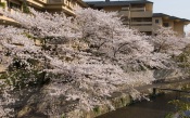 Sakura. Japan