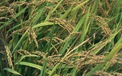 The Ears of Rice, Japan