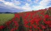 The Field of Red Flowers, Japan