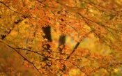 Yellow Leaves, Japan
