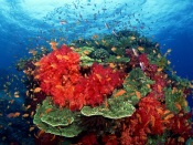 Bright Coral Reef