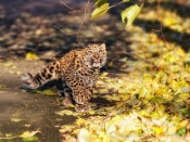 Baby Leopard