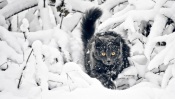 Black Cat on the Snow