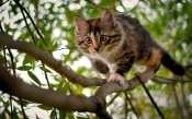 Hunting Cat on a Tree