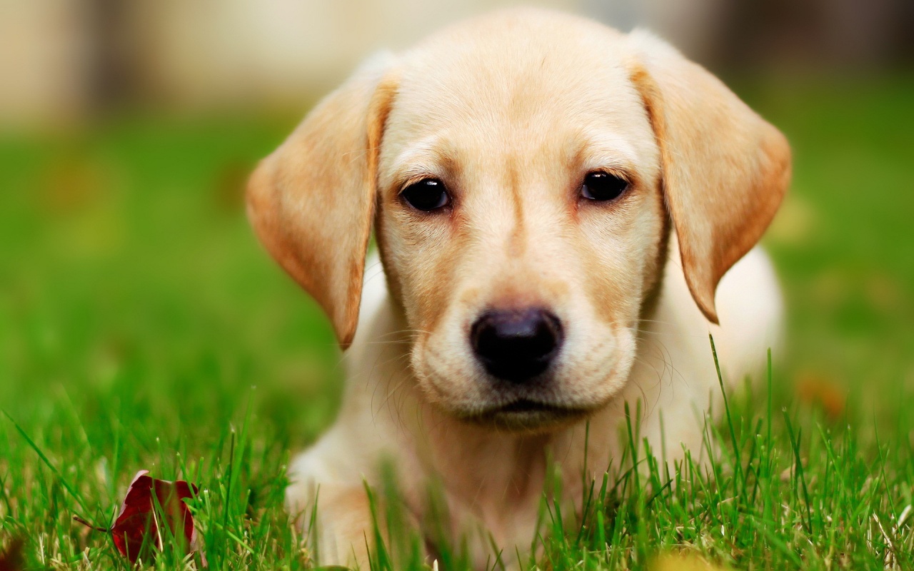 Cute Labrador Puppy