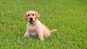 Labrador Puppy on the Grass