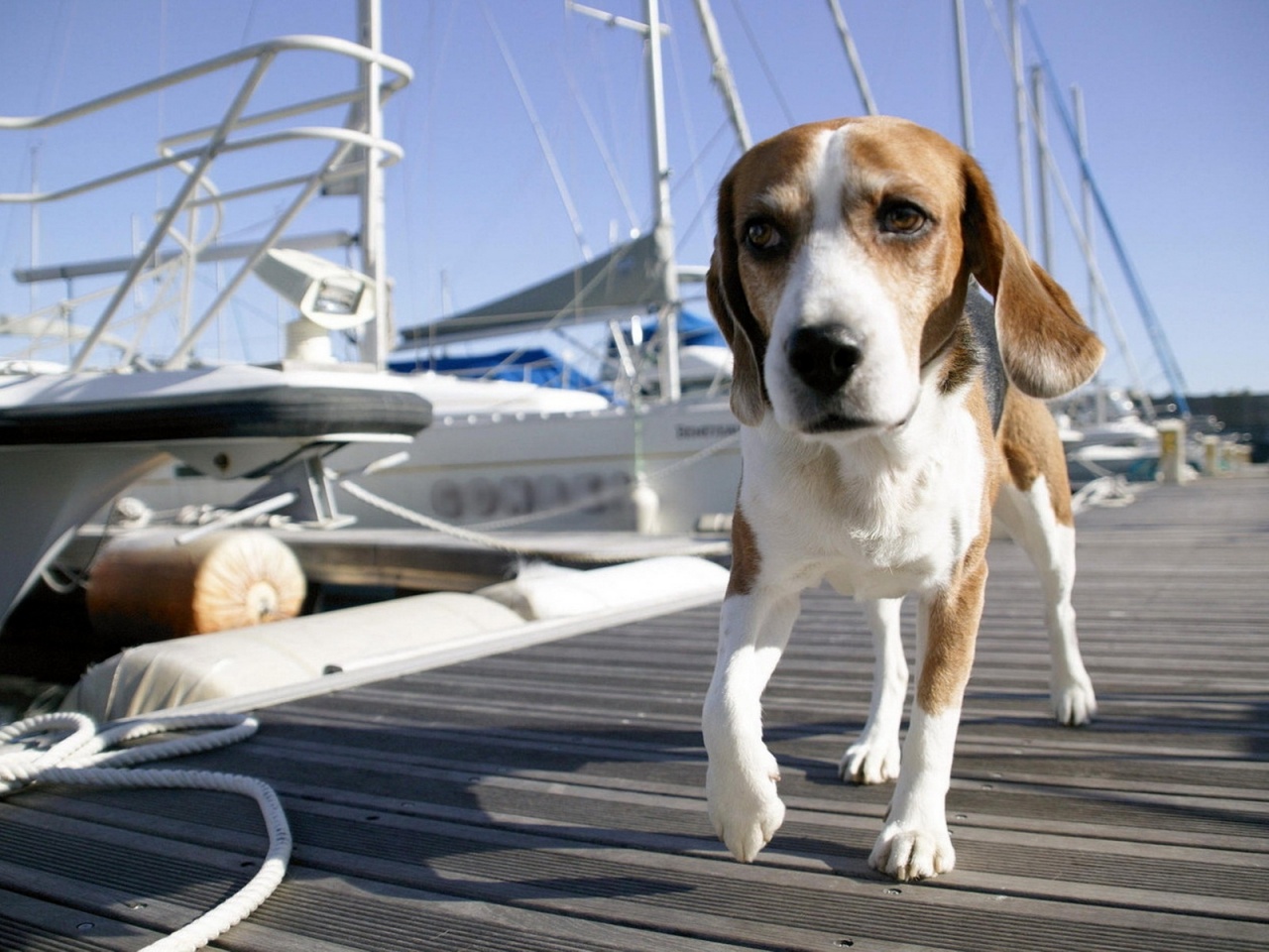 Basset Hound