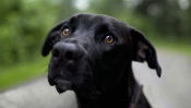 Black Dog With Big Trusting Eyes