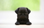 Black Pug Puppy