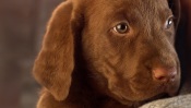 Chocolate Labrador Puppy