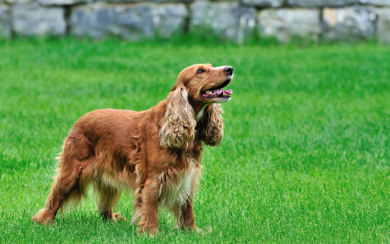 Cocker Spaniel