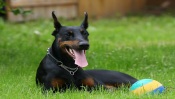 Doberman on the Grass